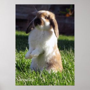 Holland Lop que levanta-se o poster
