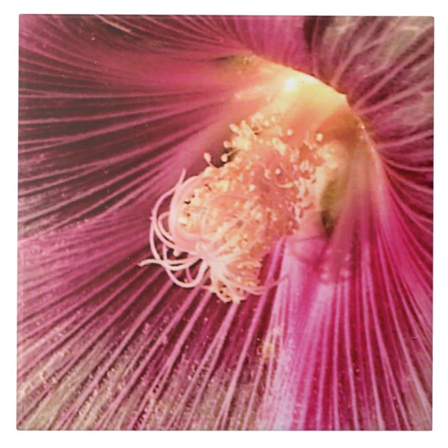 Holly Hock no Sol da Noite (Frente)