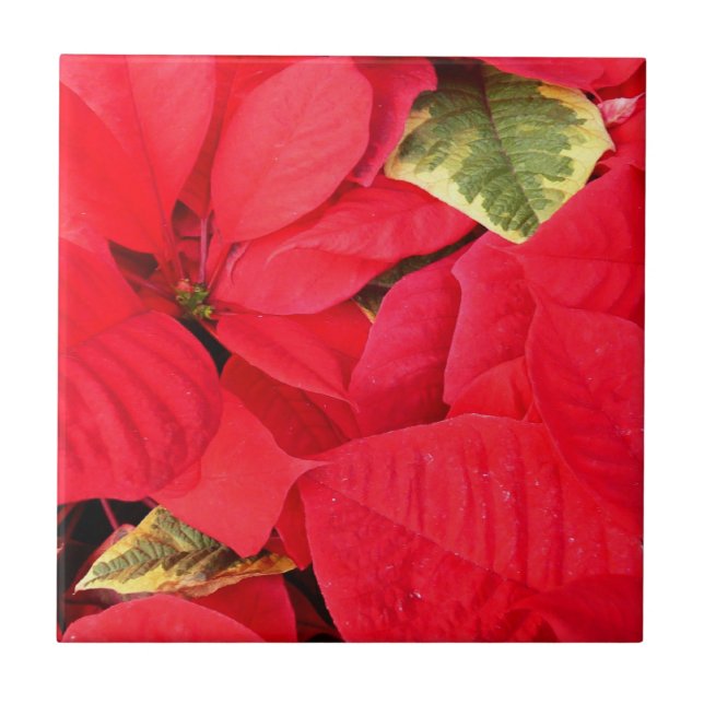 Holly Point Poinsettias Holiday Floral (Frente)