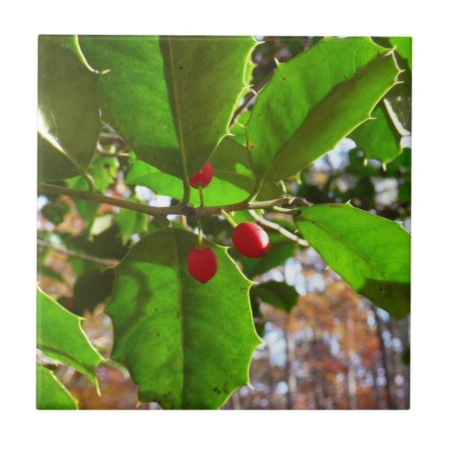 Holly Sai do Feriado II Botânico (Frente)