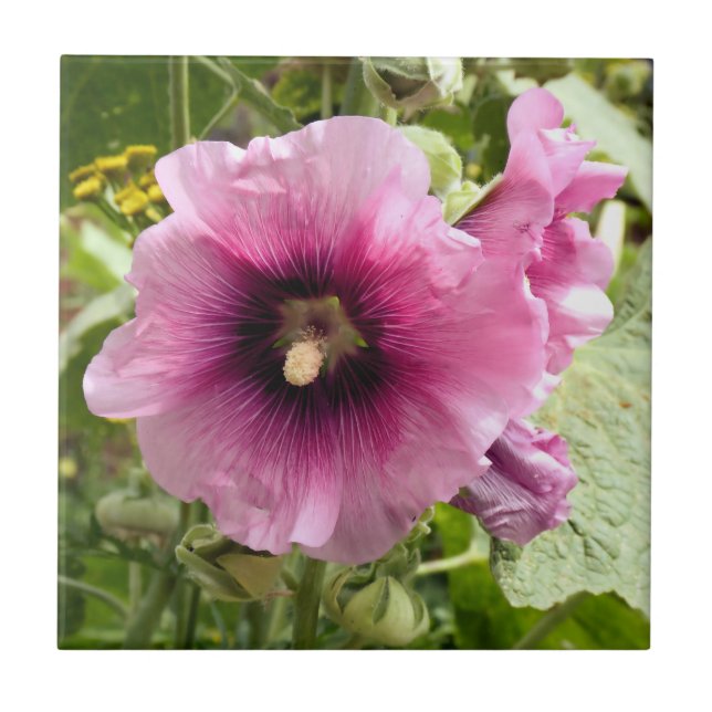 HOLLYHOCK (Frente)