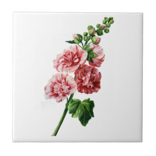 Hollyhock cor-de-rosa seleccionado da natureza