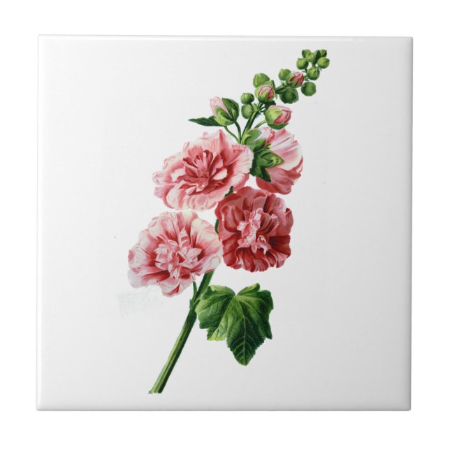 Hollyhock Rosa Desenhado Da Natureza (Frente)