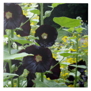Hollyhocks pretos