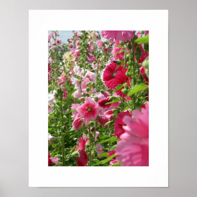Hollyhocks rosa: Poster do Japão (Frente)
