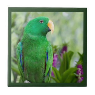 Homem do papagaio de Eclectus