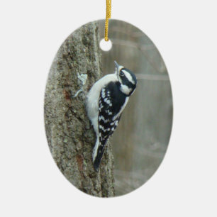 Homem Downy do pica-pau & ornamento fêmea