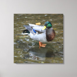 Homem Mallard Pato em Creek Canvas