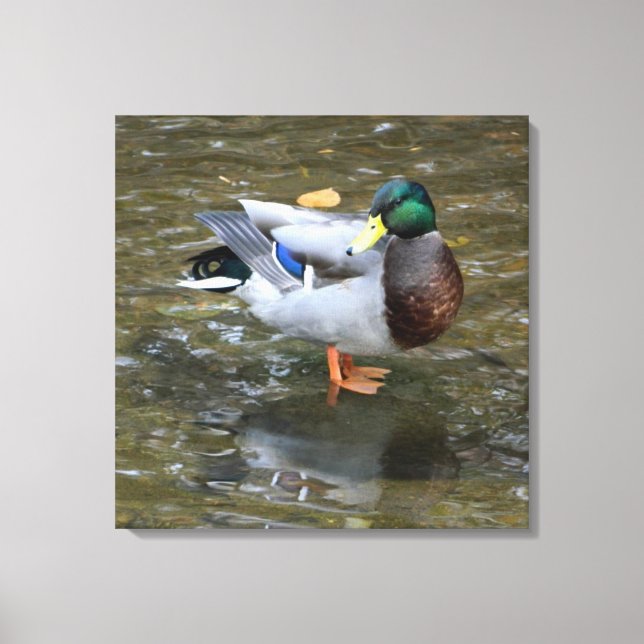 Homem Mallard Pato em Creek Canvas (Frente)