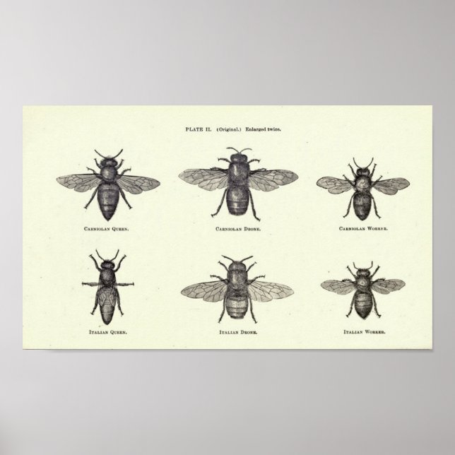 Honey Bees Poster (Frente)