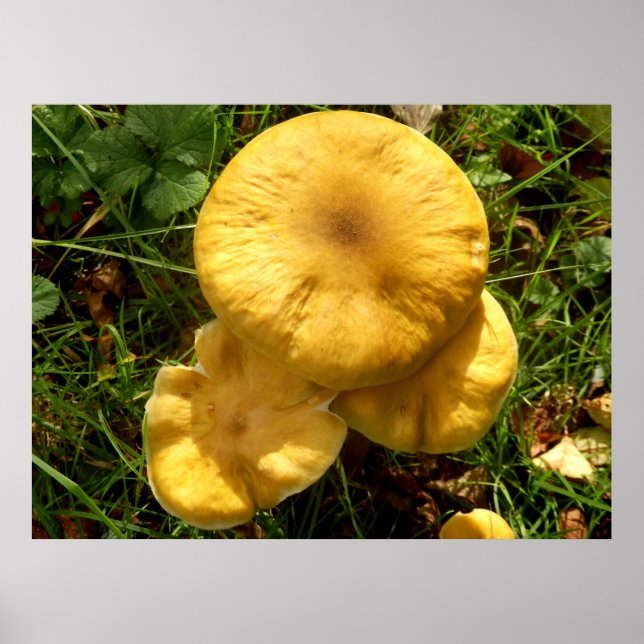 Honey Fungus Mushroom Poster (Frente)
