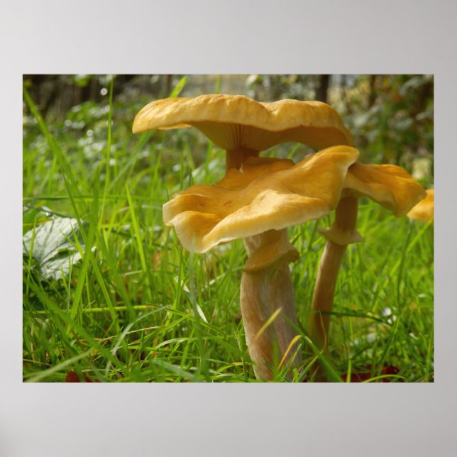 Honey Fungus Poster (Frente)