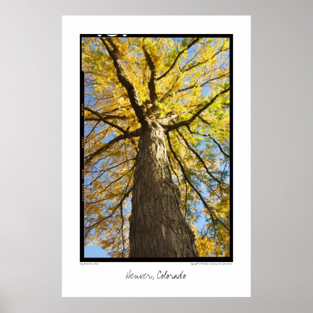 Honey Locust, Denver, Colorado Poster (Frente)