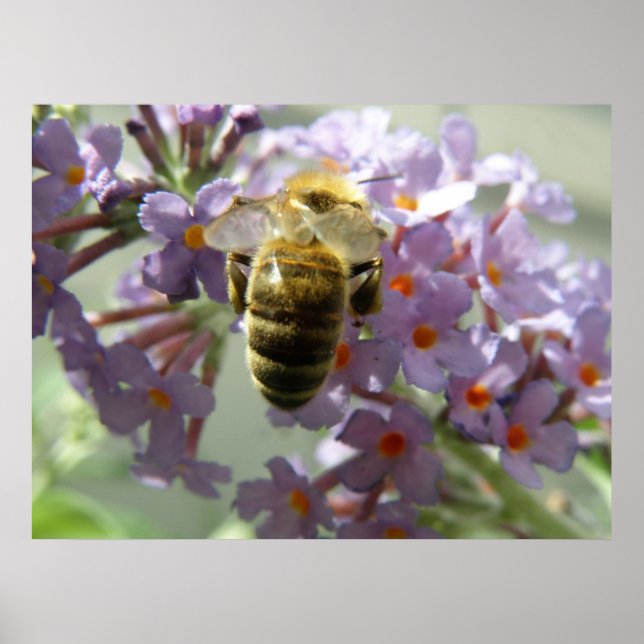 Honeybee Buddleia Flowers Impressão (Frente)