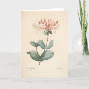 Honeysuckle do Cartão de condolências Botânico de