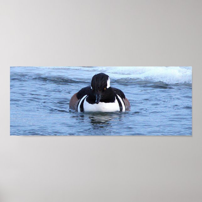 Hooded Merganser Duck Poster (Frente)