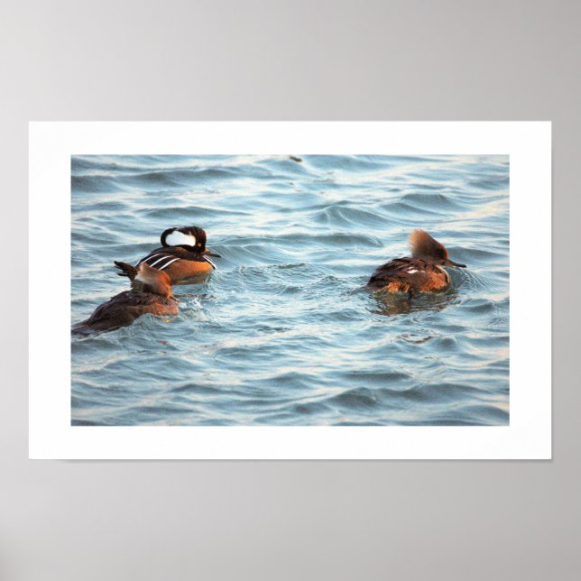 Hooded Merganser Ducks Poster (Frente)