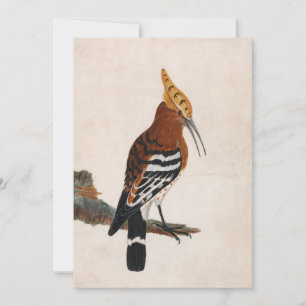 Hoopoe comum   William Lewin