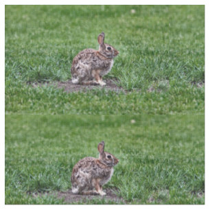 Hoppy Bunny tecido