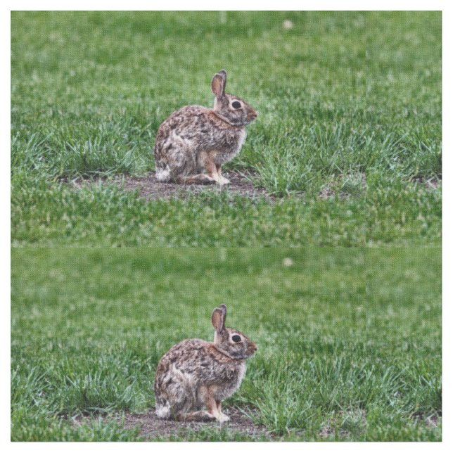Hoppy Bunny tecido (Detalhe)
