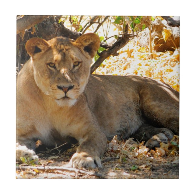 Hora da Sesta (Frente)