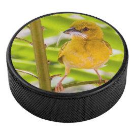 Hora de construir o ninho