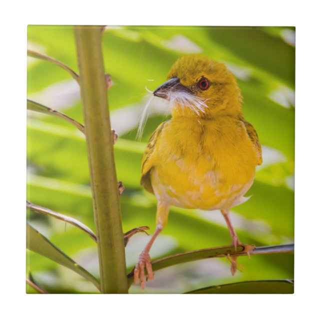 Hora de construir o ninho (Frente)