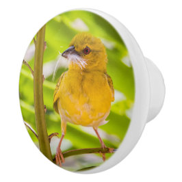 Hora de construir o ninho