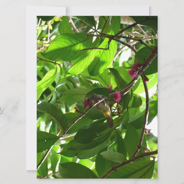 Hora do Almoço na Árvore (Frente)