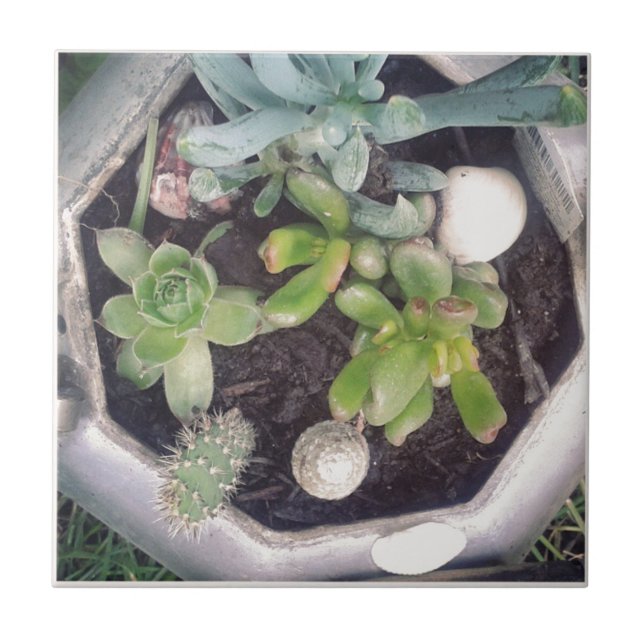 Hora do chá? Uma chaleira plantada (Frente)