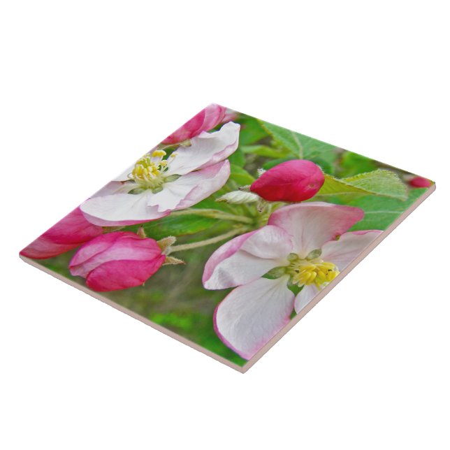 Hora do Flor de Maçã (Lateral)