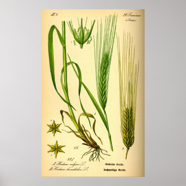 Hordeum Vulgare Barley Grass Poster (Frente)