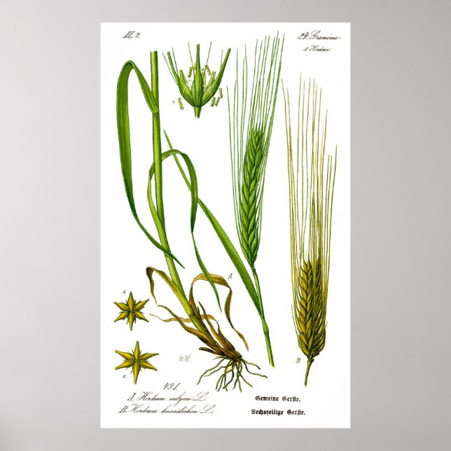 Hordeum Vulgare Barley Grass Poster (Frente)