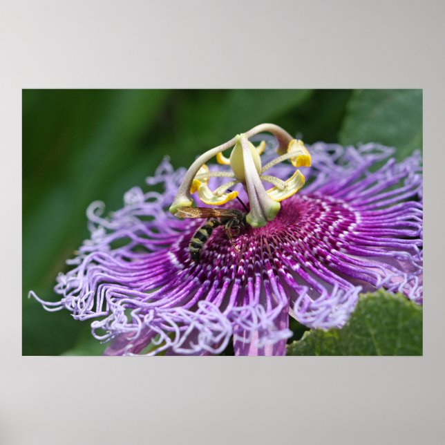 Hornet Alimentando a Natureza Poster (Frente)