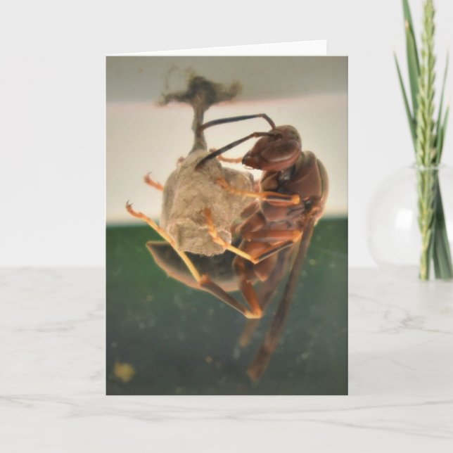 Hornet, cartão (Frente)