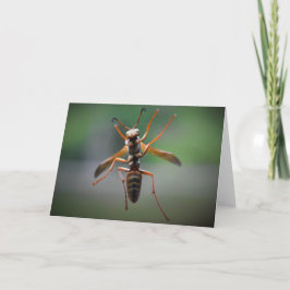 Hornet, cartão