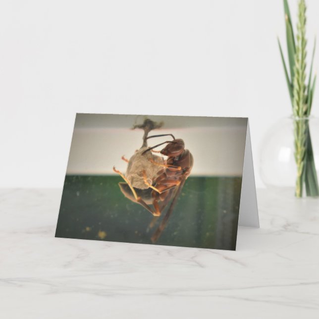 Hornet, cartão (Frente)