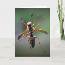 Hornet, cartão