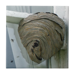 Hornets Nest