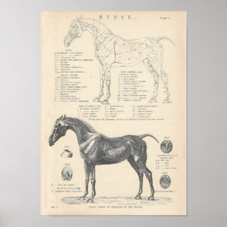 Horse Anatomy Poster