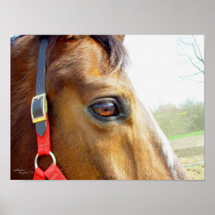 Horse Daydreams Poster