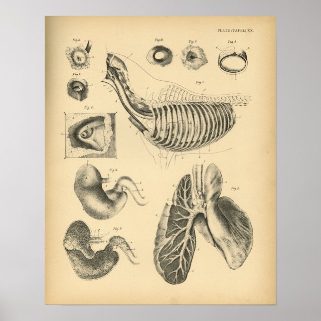 Horse Lungs Anatomia do tórax 1908 Impressão de Vi (Frente)