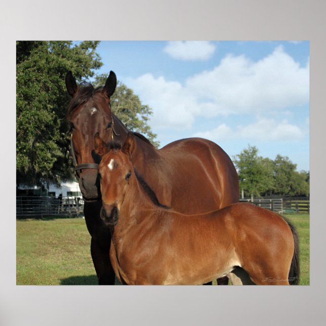 Horse Royale Impressão -24x20 -clique para menores (Frente)