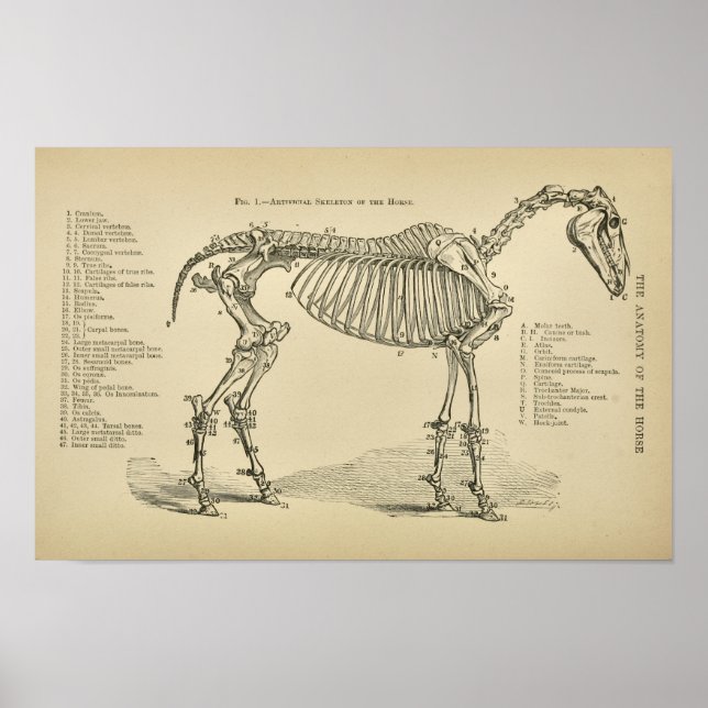Horse Skeleton Anatomia Vintage Impressão Veteriná (Frente)