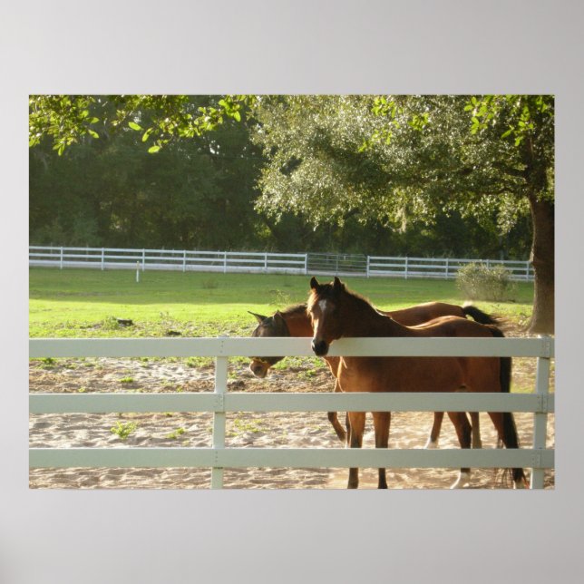 Horses in Horse Pasture photograph poster art (Frente)
