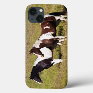 Horses on the hillside
