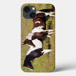 Horses on the hillside