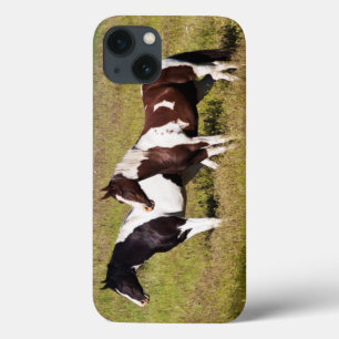 Horses on the hillside