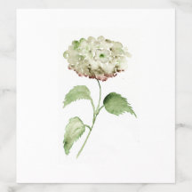 Hortênsia Aquarela