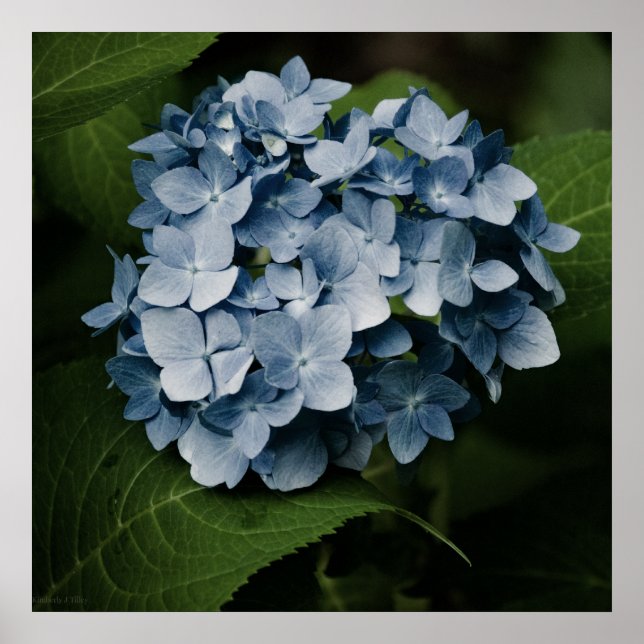 Hortênsia Azul 8515 Impressão (Frente)